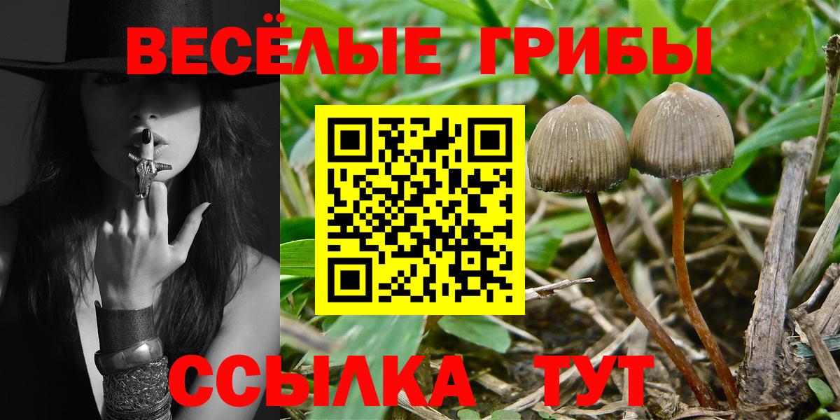 Нальчик  Галлюциногенные грибы Psilocybine cubensis  Вход с VPN 
